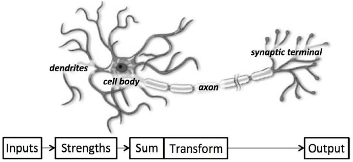 Biological Neuron